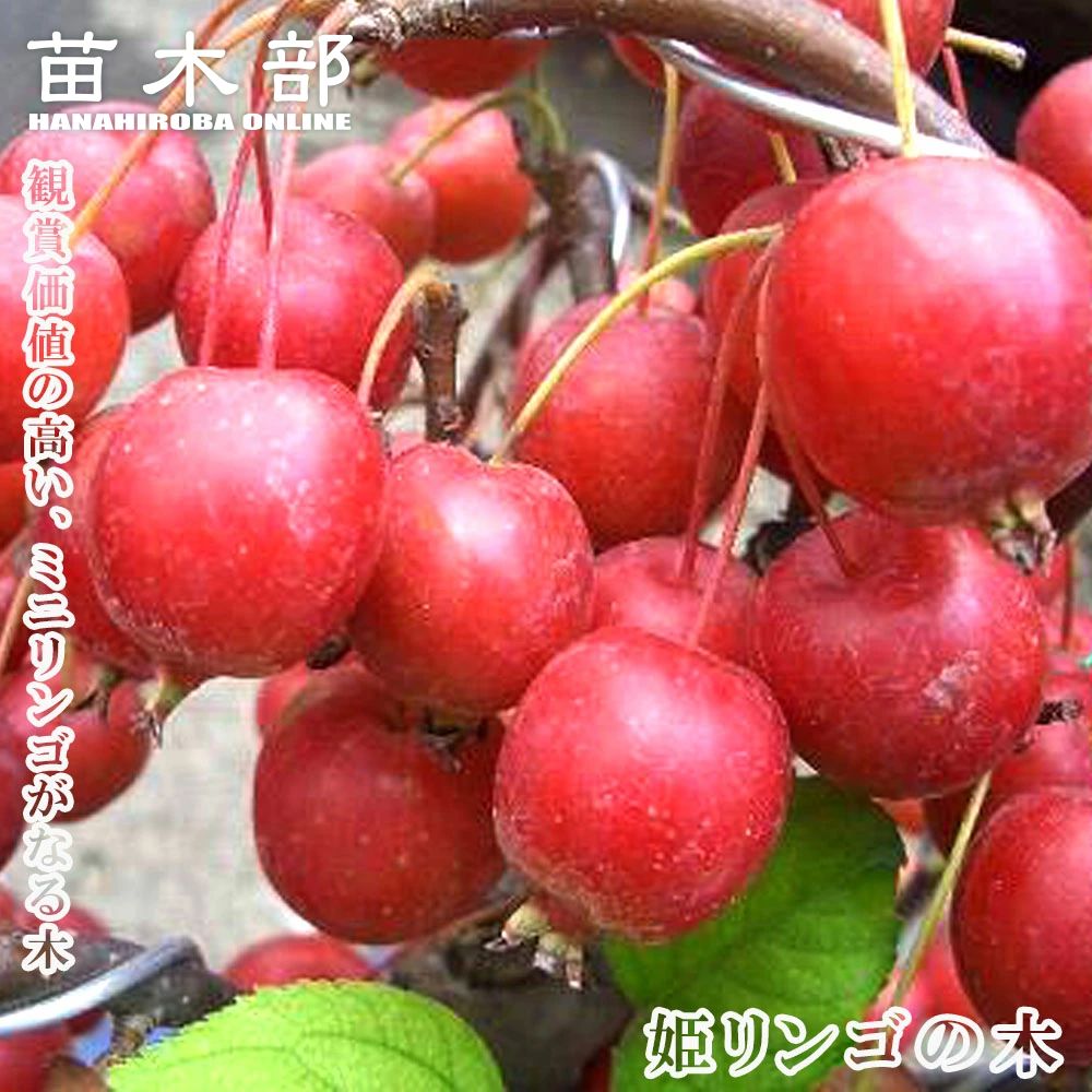 リンゴ クラブアップル ヒメリンゴ 苗 通販 苗木部 By 花ひろば  