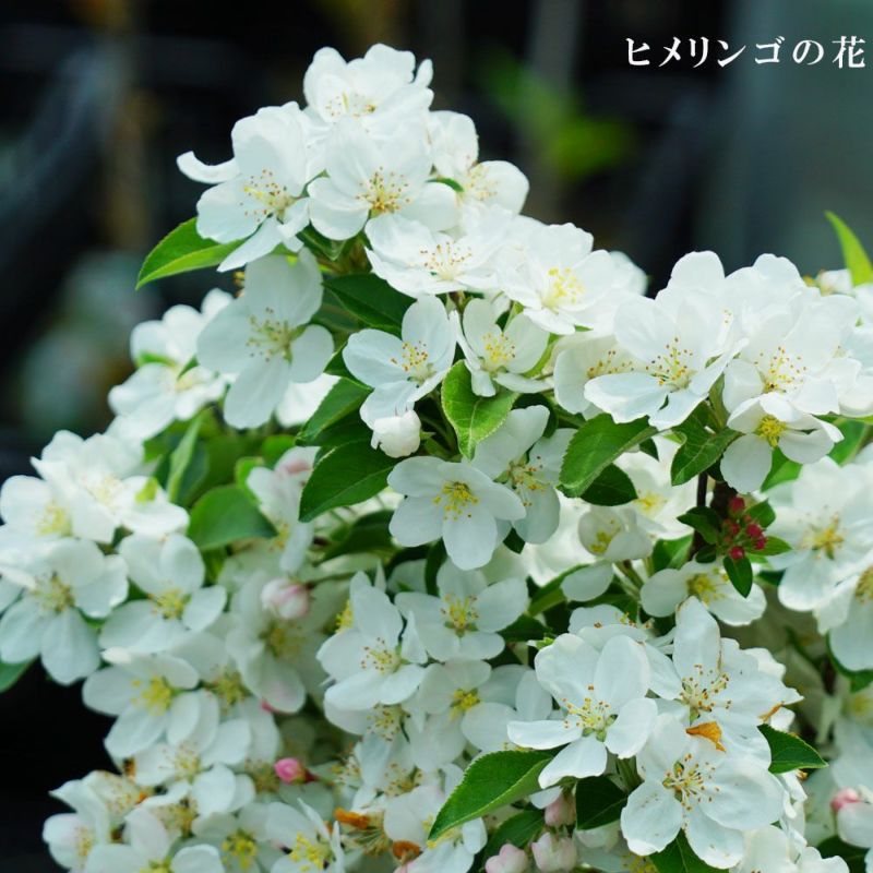 姫りんごの木 楽天市場】姫りんご（植木｜ガーデニング・農業）：花・ガーデン