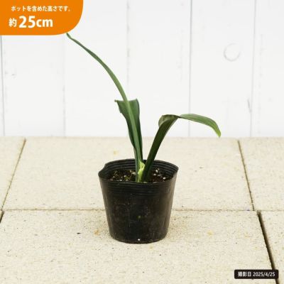 オモト 万年青 （斑入りじゃない万年青） 4号ポット苗