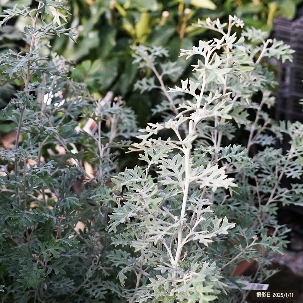 000000129683-02-l.jpg?t=