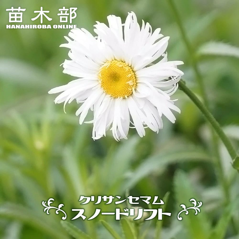 クリサンセマム スノードリフト 苗 販売 苗木部 By 花ひろばオンライン クリサンセマム スノードリフト 苗 販売 苗木部 By 花ひろばオンライン