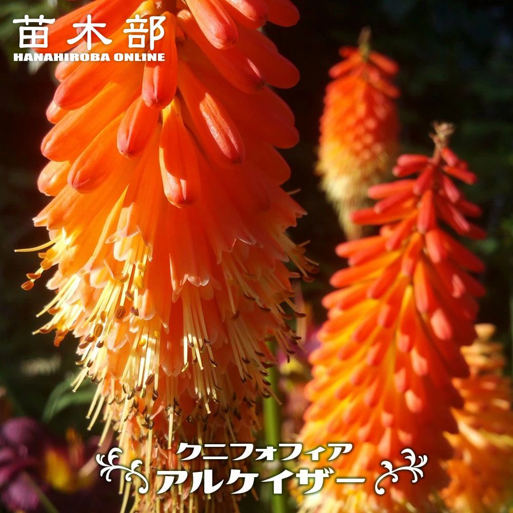 クニフォフィア アルケイザー 苗 販売 苗木部 By 花ひろばオンライン