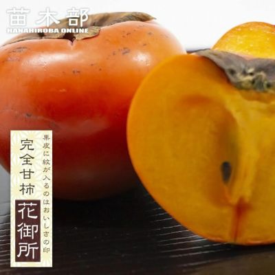 柿 完全甘柿 太豊 苗 通販 苗木部 By 花ひろばオンライン