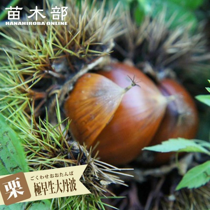 000000029837-01-l.jpg?t=