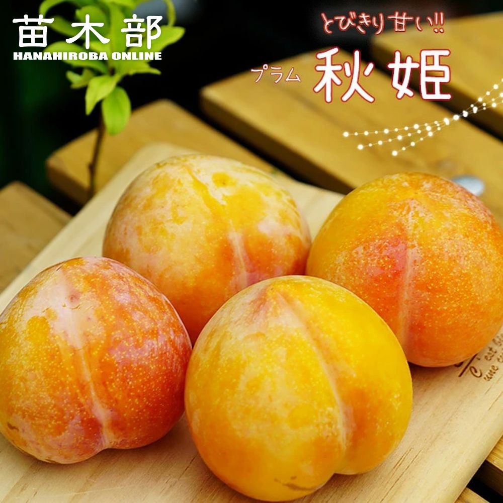 メスレー 苗 販売 苗木部 By 花ひろばオンライン