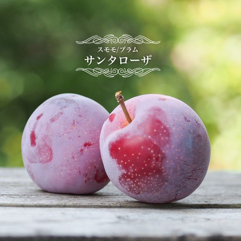 プラム すもも サンタローザ 2年生接木スリット鉢植え 限定販売 プラム すもも サンタローザ 2年生接木スリット鉢植え 限定販売