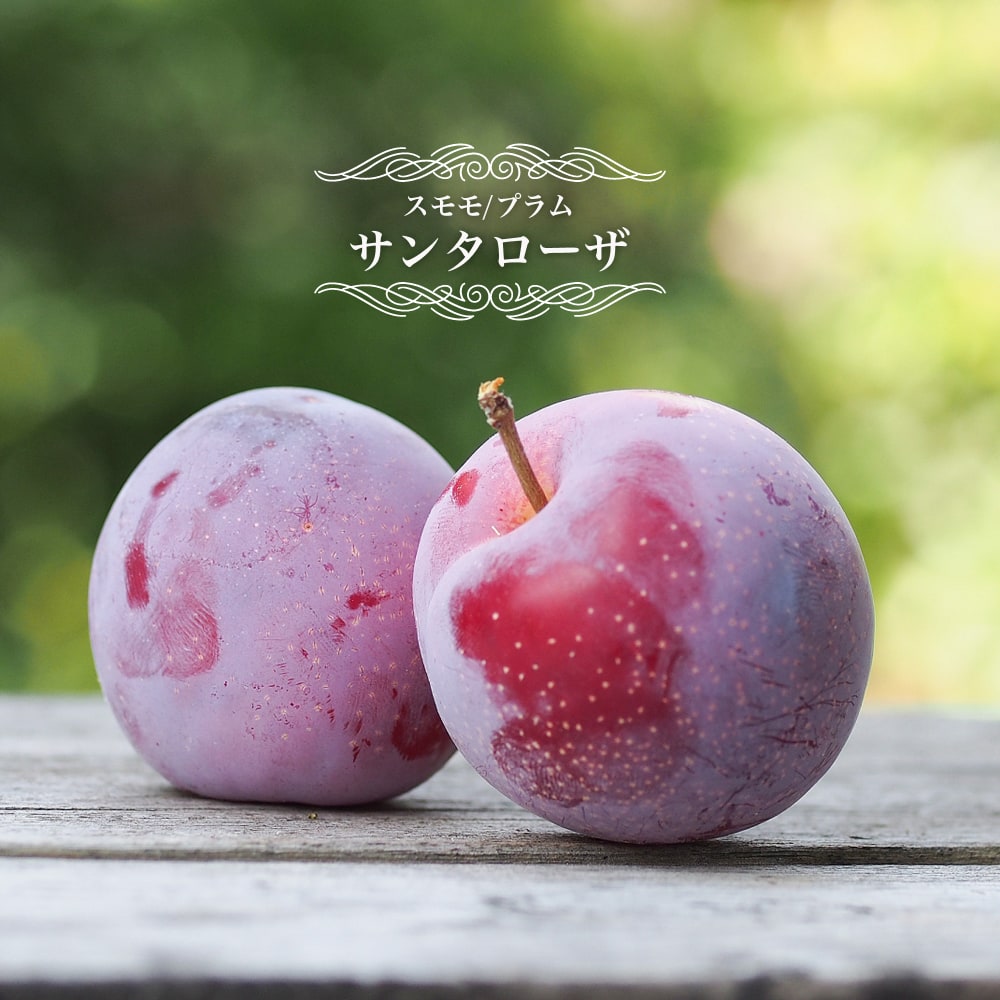 大石中生 苗 販売 苗木部 By 花ひろばオンライン