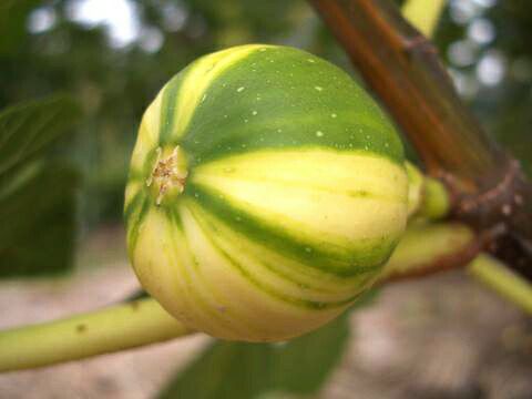 イチジク　ゼブラスイート　特大苗　果樹 実付き＞イチジク ゼブラスイート 5号｜果樹04-PA | 果樹,イチジク