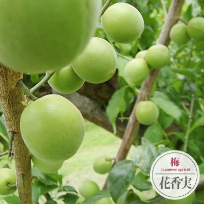 梅 紅さし 10㎏ ki8uページ 梅 南高梅 産地厳選 秀品 4Lサイズ 10kg なんこう うめ 生梅