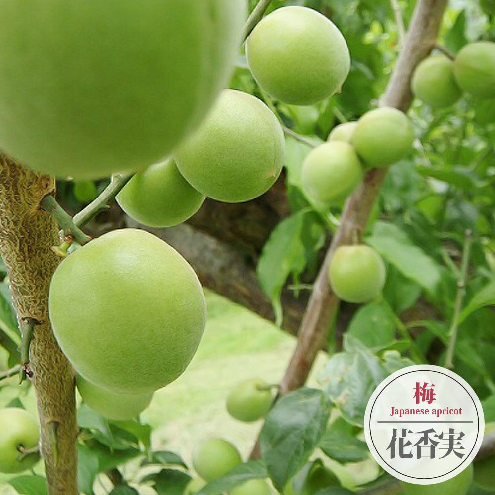 珍しい八重の薄紅の美しい花と美味しい実が楽しめる1本で実る梅
梅の苗木 【花香実 】 実梅 うめ 2年生接木苗 ■限定販売■
うめの木 (実梅) | 花香実