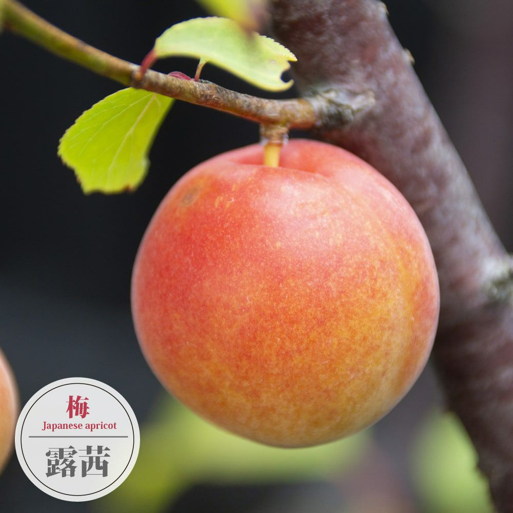 梅 ウメ の苗木一覧 果樹苗専門店の通販 苗木部 By 花ひろばオンライン本店