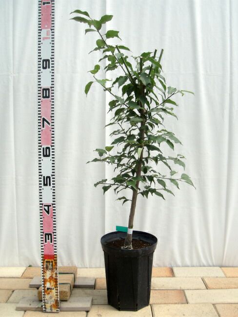 梅苗木 楽天市場】梅 苗（植木｜ガーデニング・農業）：花・ガーデン・DIYの通販