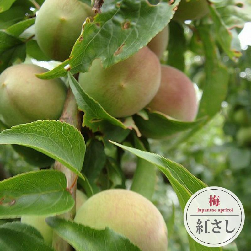 紅サシ梅 無肥料・自然栽培】紅さし梅の梅干し用完熟梅10kg［福井県：坂野