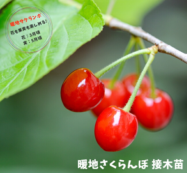 0以上 さくらんぼ 花 言葉