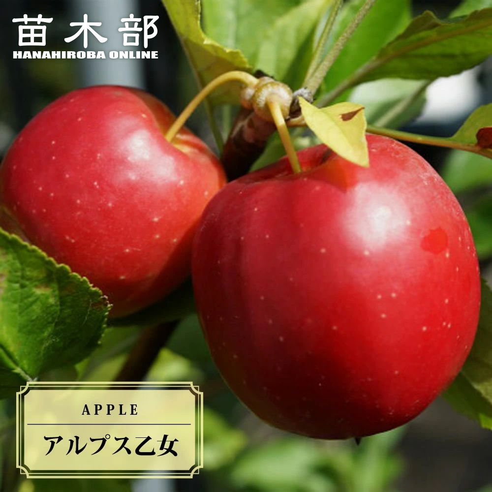 リンゴ アルプス乙女 苗 鉢植え 苗木部 By 花ひろばオンライン
