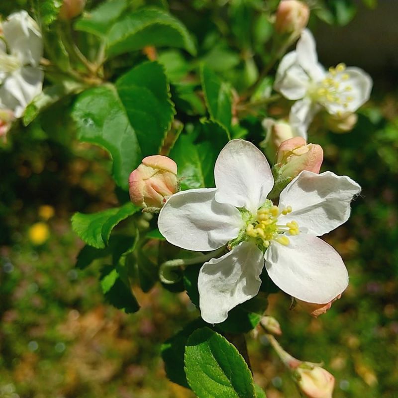 リンゴ アルプス乙女 苗 通販 苗木部 By 花ひろばオンライン