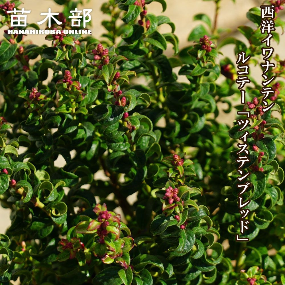 シルバークイーンタイム 苗 販売 苗木部 By 花ひろばオンライン