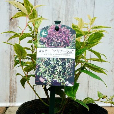 ナンテン レモンライト 苗 販売 苗木部 By 花ひろばオンライン ナンテン レモンライト 苗 販売 苗木部 By 花ひろばオンライン