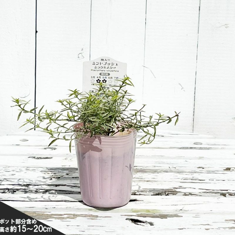 ミントブッシュ ミラクルスターの通販 おすすめ 苗木部 By 花ひろば
