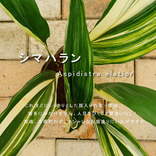 日陰向き 苗木部 本店 By 花ひろばオンライン