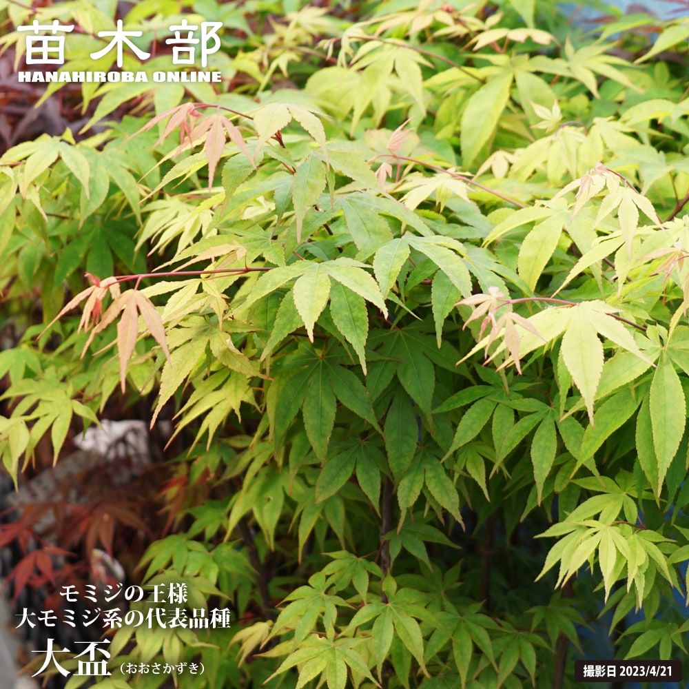 カエデ・もみじ 大盃 苗 販売 苗木部 By 花ひろばオンライン 