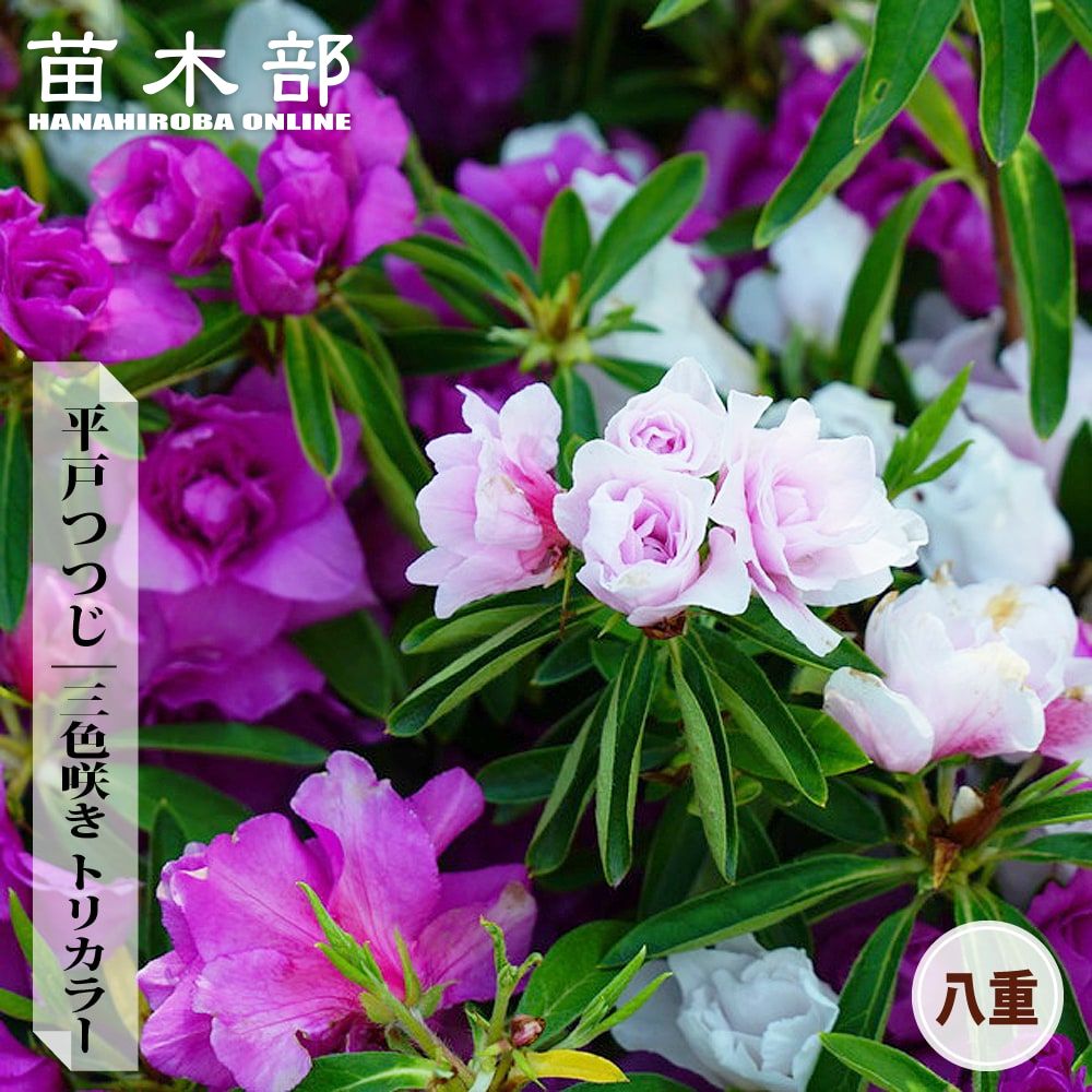 ツツジ 平戸ツツジ 八重 三色咲き トリカラー 苗 販売 苗木部 By 花ひろばオンライン
