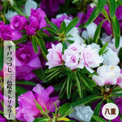 ツツジ 藤万葉 苗 販売 苗木部 By 花ひろばオンライン