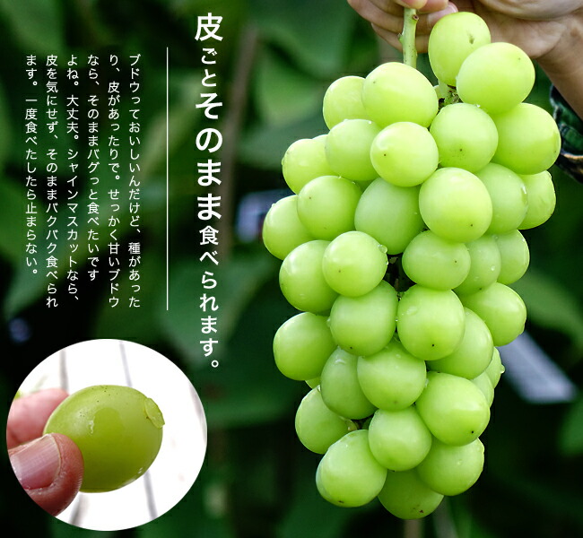 000000030351-03-l.jpg?t= 