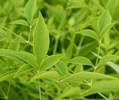 グミ 落葉性 シマグミの通販 苗木部 By 花ひろばオンライン