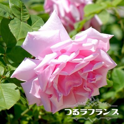 バラ クンツァイト CL クライミング (つるバラ) 苗 販売 苗木部 By 花ひろばオンライン