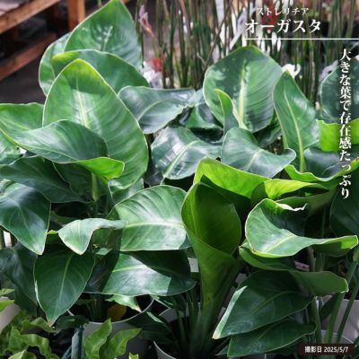 観葉植物のある暮らし | 緑色～濃い緑の葉色がおすすめ観葉植物