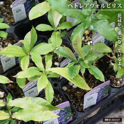 コニファー ブルーアイス 苗 販売 苗木部 By 花ひろばオンライン コニファー ブルーアイス 苗 販売 苗木部 By 花ひろばオンライン