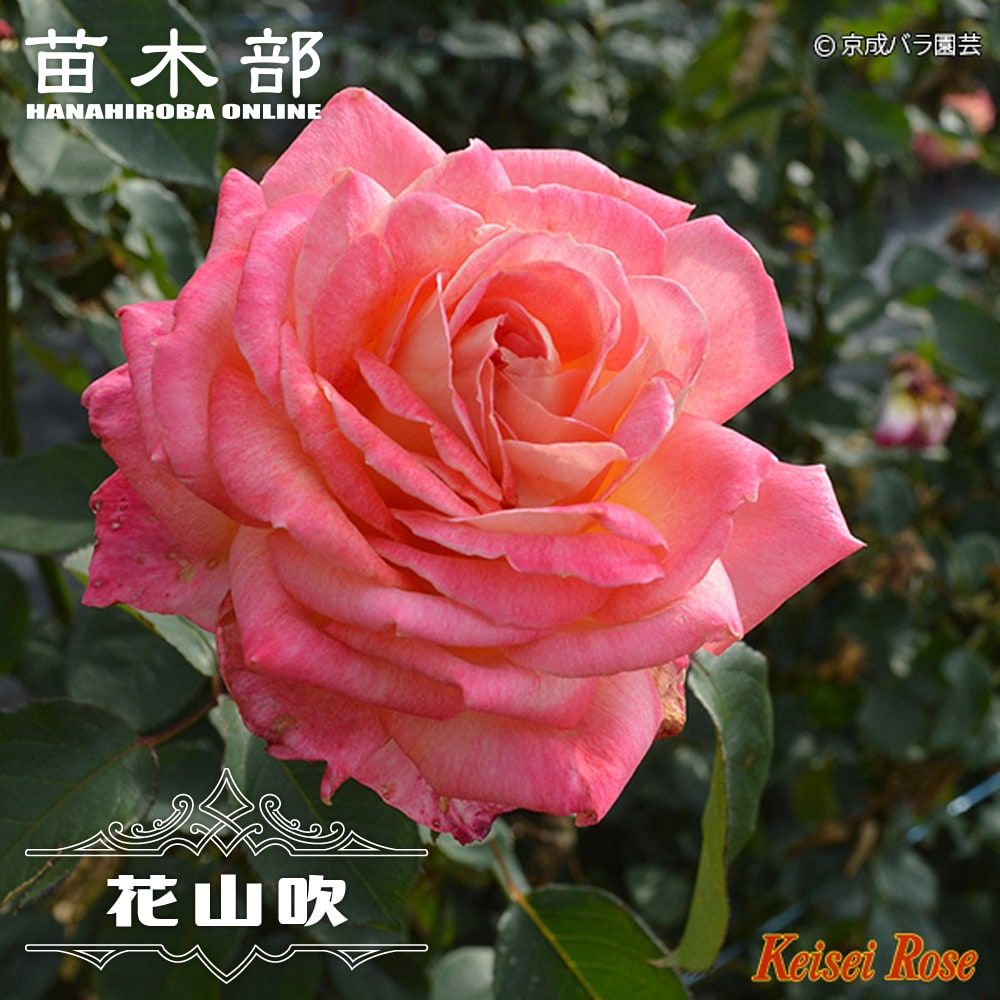 バラ苗 花山吹 大苗 6号ポット 四季咲き ピンク色 強香 木立性 京成バラ 苗木部 本店 By 花ひろばオンライン