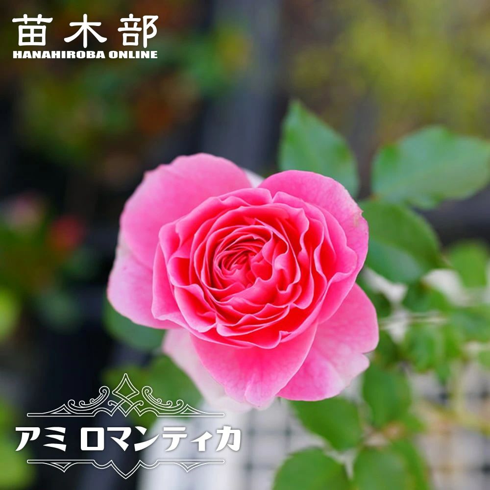 バラ ジャスミーナ Lcl ラージフラワードクライマー つるバラ 苗 販売 苗木部