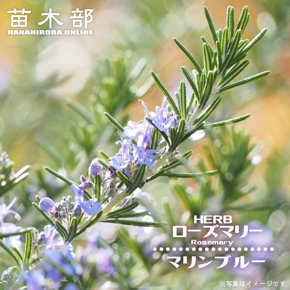 ローズマリー | 苗木部 本店 By 花ひろばオンライン