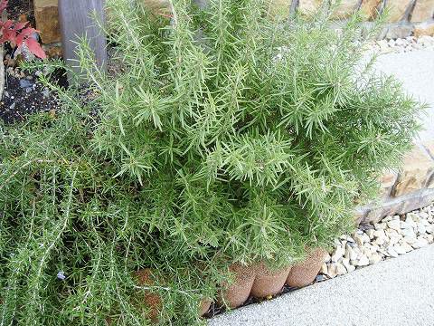 ローズマリー マリンブルー 苗 通販 苗木部 By 花ひろばオンライン