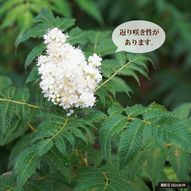 葉菜さま　専用　ポキポキ　おやすみ　2点 Amazon.co.jp: ほうき草 苗 4号 コキア ホウキグサ 秋に真っ赤に