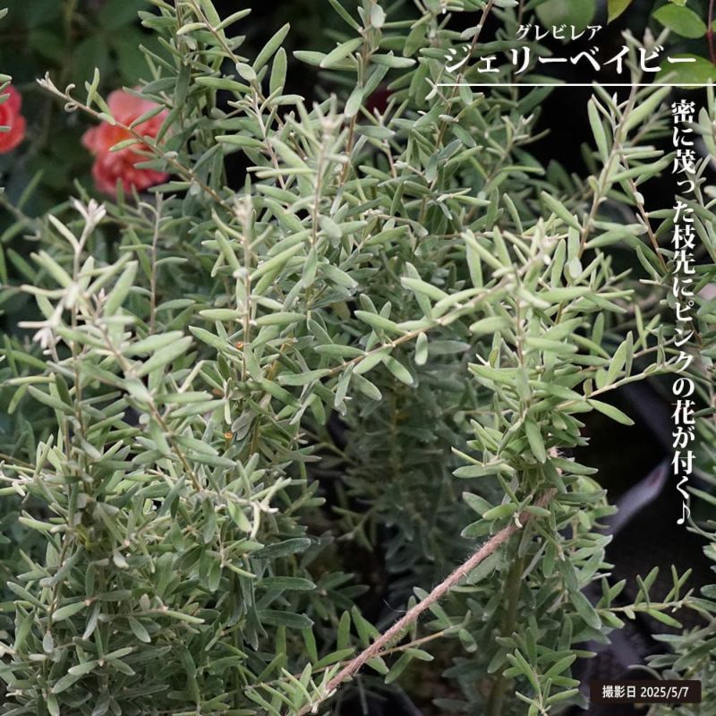 ザ・ファームセレクト]グレビレア：ジェリーベイビー5号鉢植え