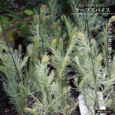 予約商品：1/28発送】グレビレア・スピリット・オブ・アンザック