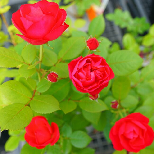 バラ チェリーボニカ 苗 販売 苗木部 By 花ひろばオンライン