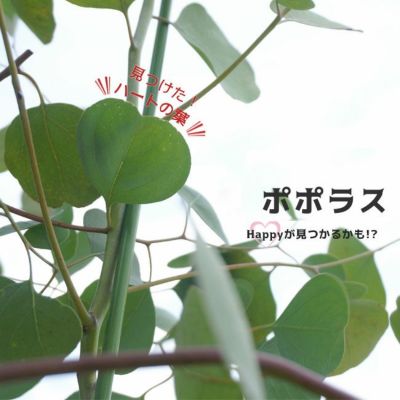 ユーカリの木 アップルボックス 3号ポット苗 シンボルツリー 生垣 目隠し 庭木 常緑樹 苗木部 本店 By 花ひろばオンライン