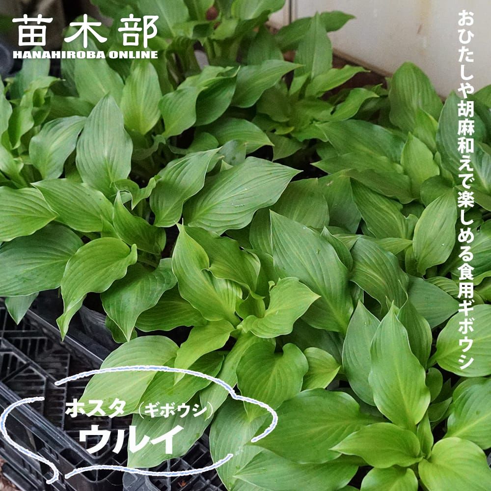 ホスタ ギボウシ ウルイ 苗 販売 苗木部 By 花ひろばオンライン