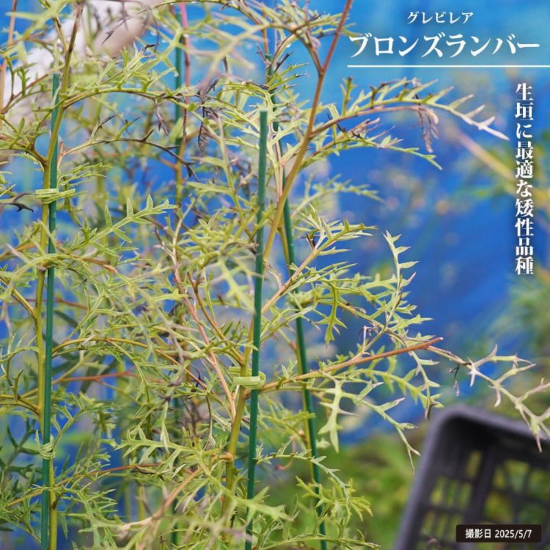 グレビレア ブロンズランバー 大株 3 000000130779-01-l.jpg?t=