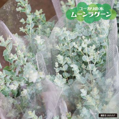 shiユーカリ銀世界 大きめ♪ ユーカリ 銀世界 鉢植え 苗 シンボルツリーに 盆栽