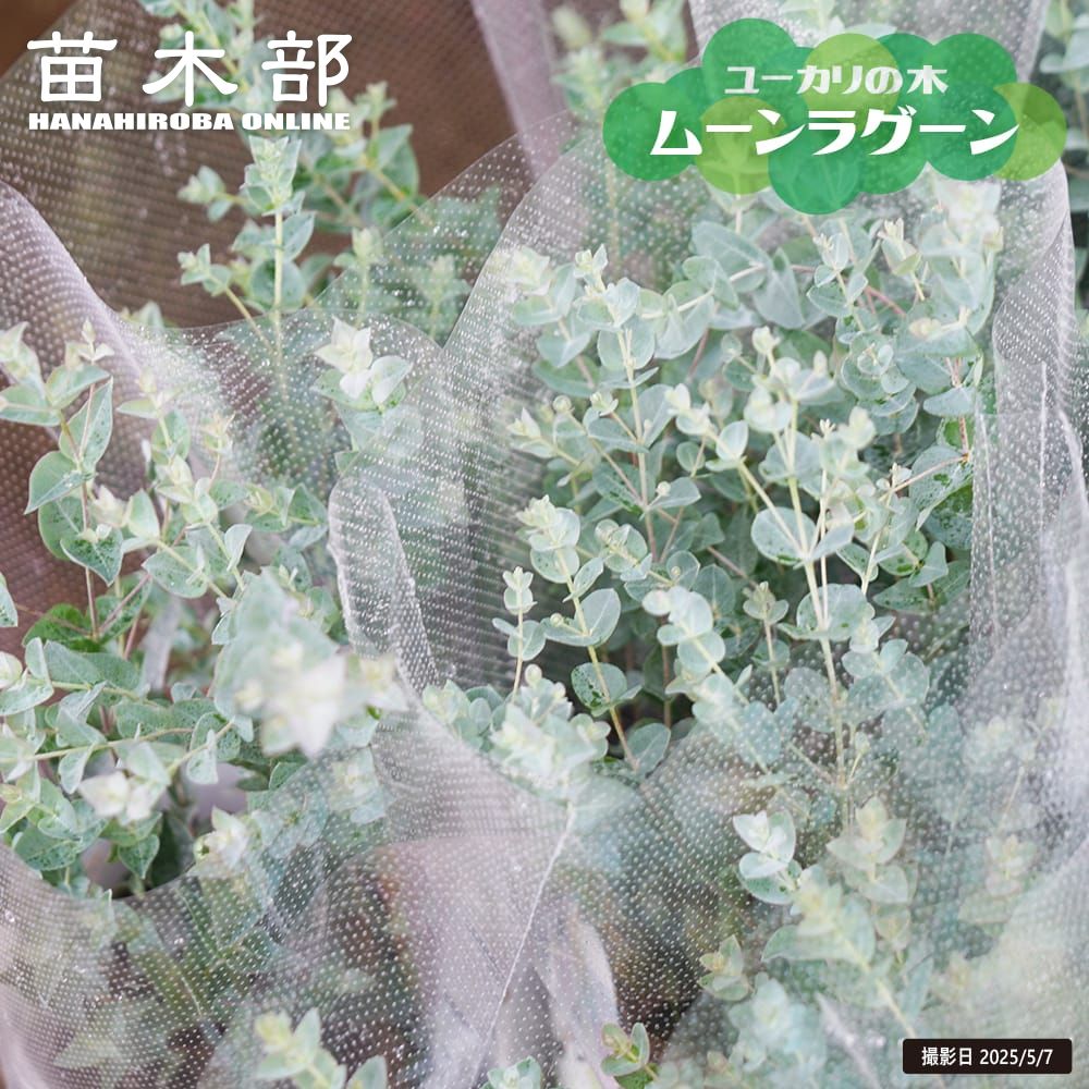ナツボウズ お茶華として如何でしょうか （ボウタイで華やかに 