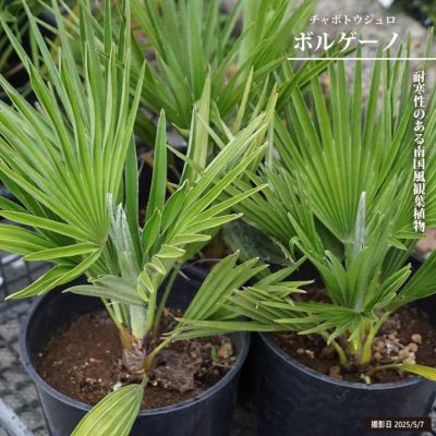 現品】チャメロプス・フミリス・ボルケーノ 7号 白プラスチック