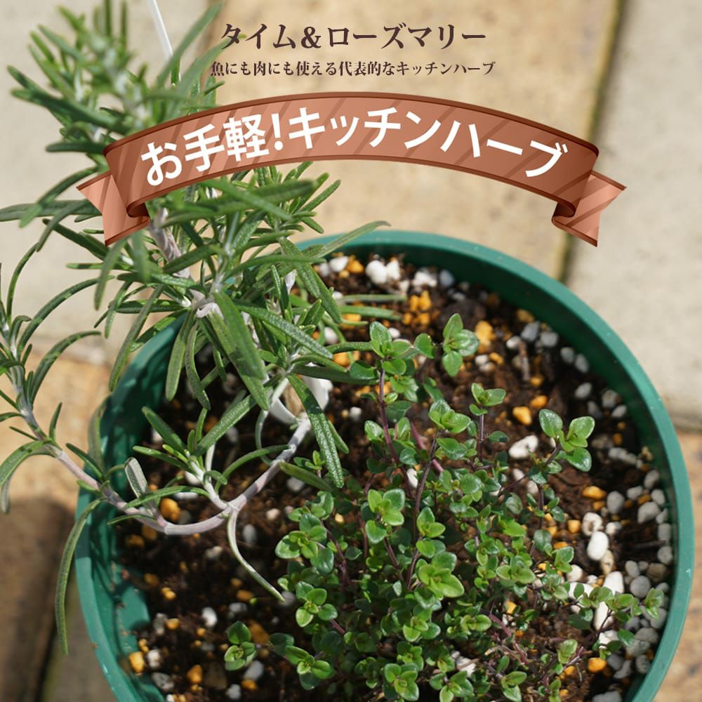 ハーブ セット苗 【送料無料】 お任せ 寄せ植えセット (鉢カバー付) 苗木部 本店 By 花ひろばオンライン