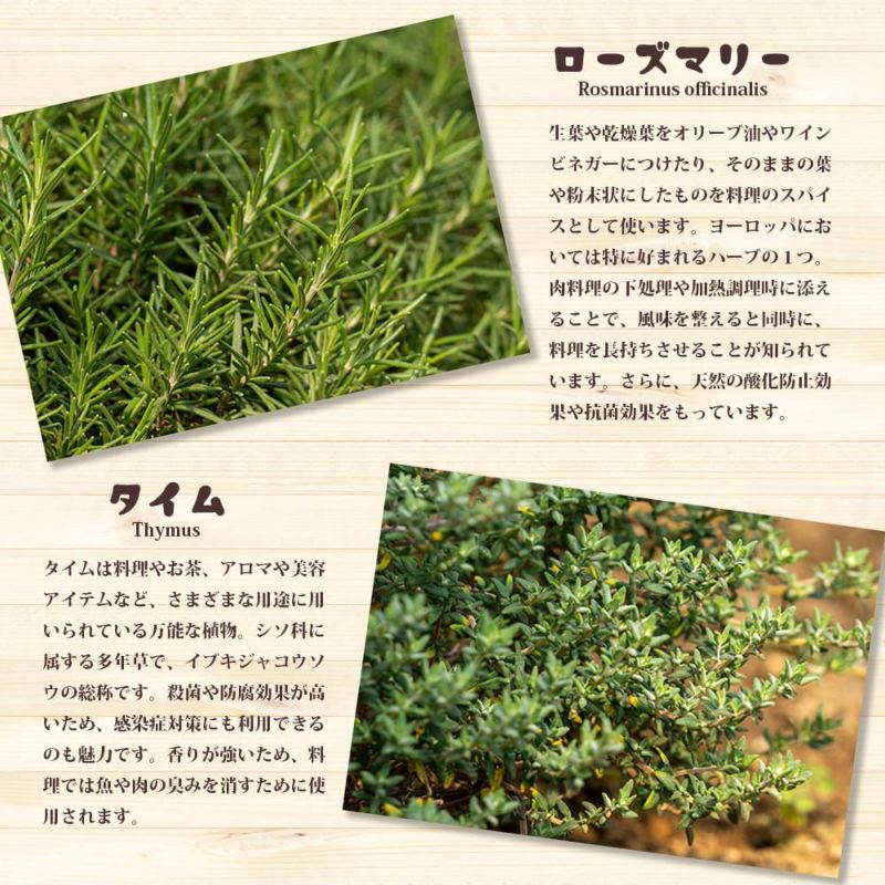 お手軽！キッチンハーブ。ローズマリーとタイムの寄せ植えセット