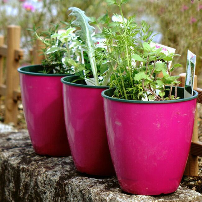 お手軽！キッチンハーブ。ローズマリーとタイムの寄せ植えセット