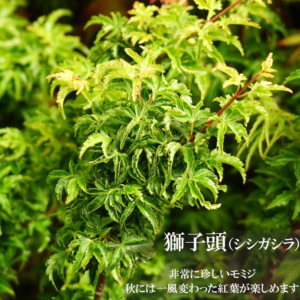 000000030944-01-m.jpg?t=